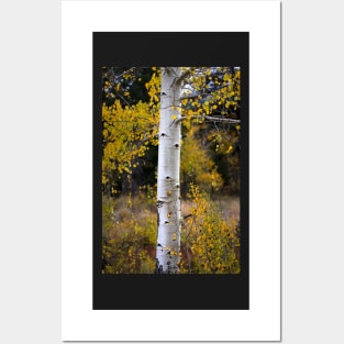 Aspen Bark Posters and Art